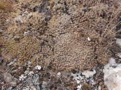Gypsophila tenuifolia