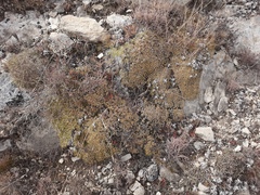 Gypsophila tenuifolia