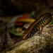 Whitaker's Skink - Photo (c) theylooklikeus, some rights reserved (CC BY), uploaded by theylooklikeus