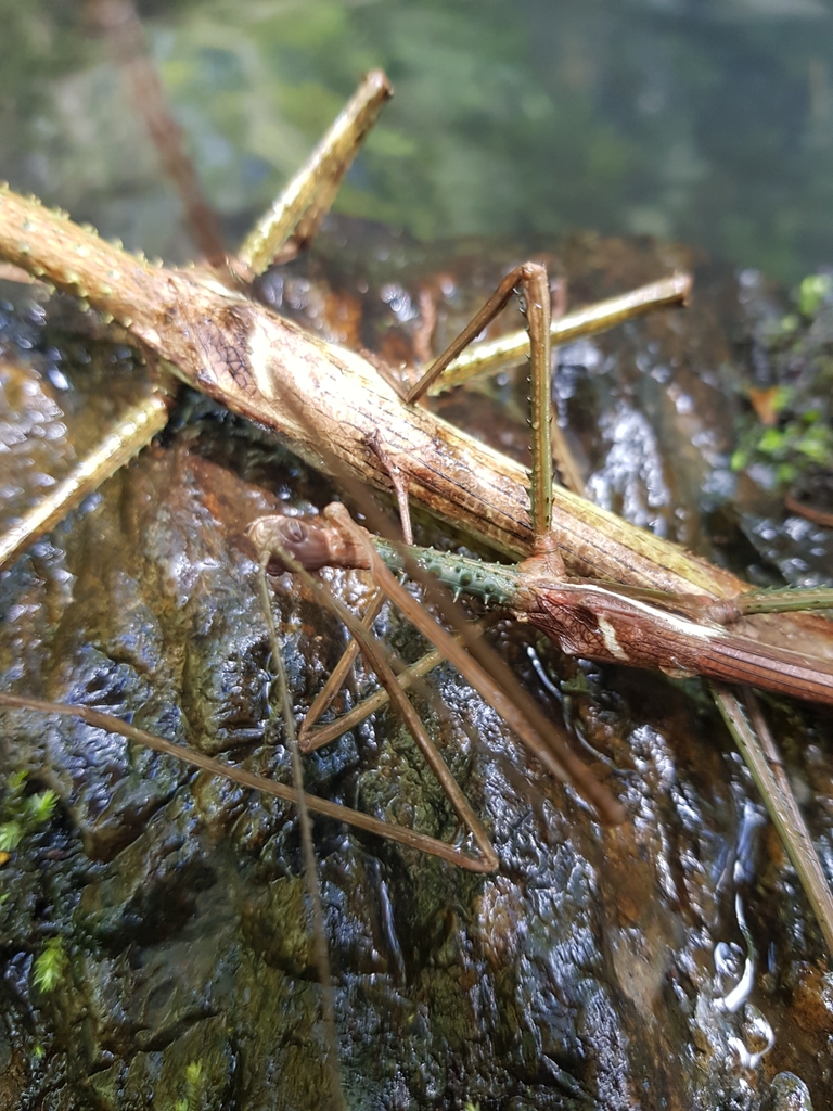 Acrophylla cookorum in January 2021 by Michelle Colpus · iNaturalist