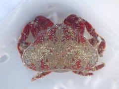 Eurynolambrus australis