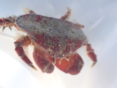 Eurynolambrus australis