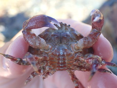 Eurynolambrus australis