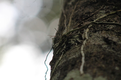 Microcoelia globulosa