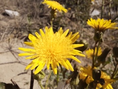 Sonchus arvensis uliginosus