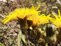Sonchus arvensis uliginosus