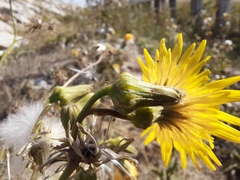 Sonchus arvensis uliginosus