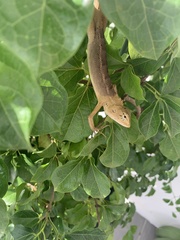 Calotes versicolor