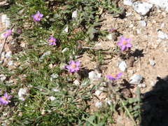 Spergularia purpurea