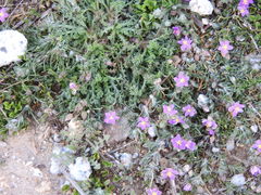Spergularia purpurea