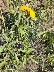 Sonchus arvensis uliginosus