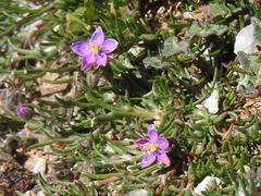 Spergularia purpurea