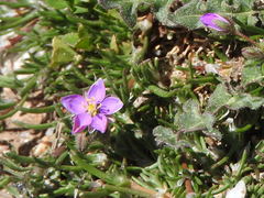 Spergularia purpurea