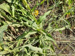 Sonchus arvensis uliginosus