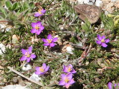 Spergularia purpurea