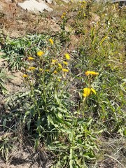 Sonchus arvensis uliginosus