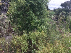 Haloragis erecta erecta