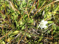 Gentiana newberryi