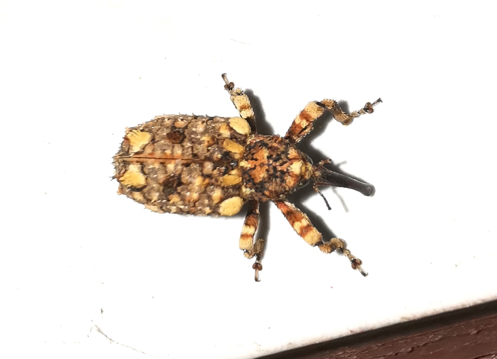 Colobodes billbergii