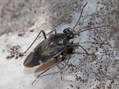 Macrosaldula variabilis