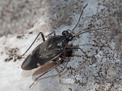 Macrosaldula variabilis