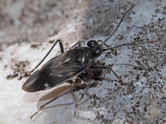 Macrosaldula variabilis