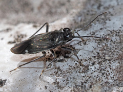 Macrosaldula variabilis