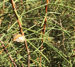 Hakea mitchellii