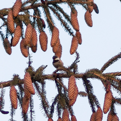 Periparus ater