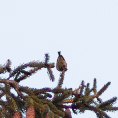 Periparus ater