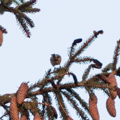 Periparus ater
