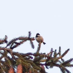 Periparus ater