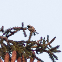 Periparus ater