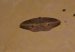 Hypochrosis iris