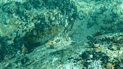Aplodactylus arctidens