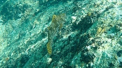 Aplodactylus arctidens