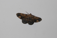 Ophthalmitis xanthypochlora