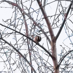 Periparus ater