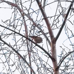 Periparus ater