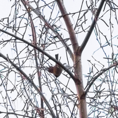 Periparus ater