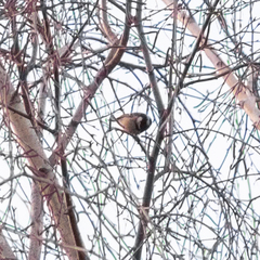 Periparus ater