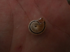 Pseudotachea splendida