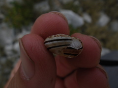 Pseudotachea splendida