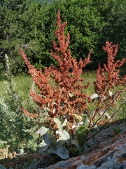 Rumex patientia orientalis