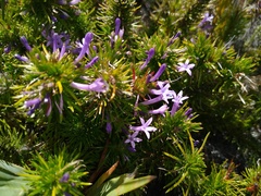 Merciera azurea