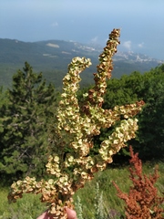Rumex patientia orientalis