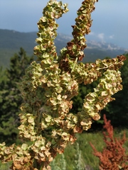 Rumex patientia orientalis