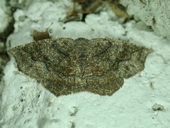 Anisoperas atropunctaria