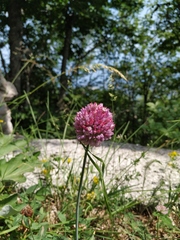 Allium rotundum jajlae