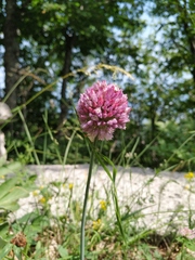 Allium rotundum jajlae